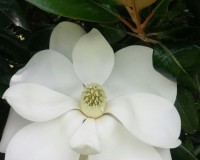 magnolia white.jpg